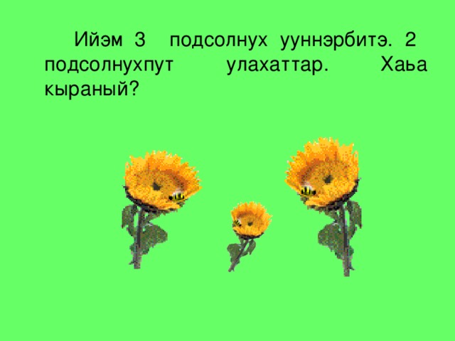 Ийэм 3 подсолнух ууннэрбитэ. 2 подсолнухпут улахаттар. Хаьа кыраный?