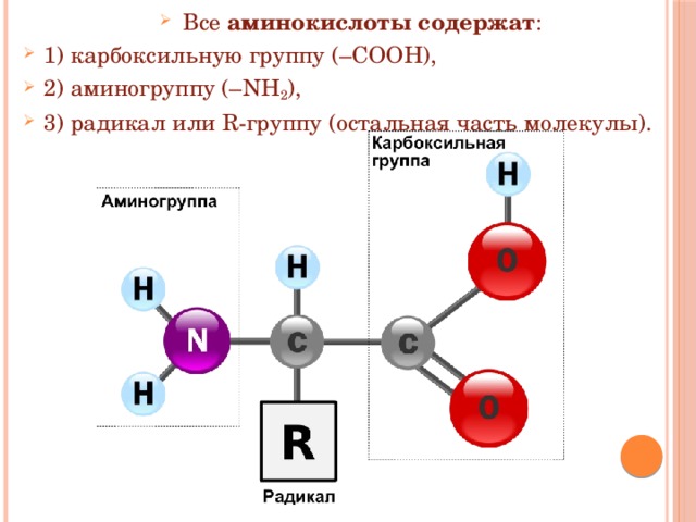Все  аминокислоты содержат : 1) карбоксильную группу (–СООН), 2) аминогруппу (–NH 2 ), 3) радикал или R-группу (остальная часть молекулы).