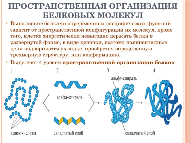 В организации белковых. Уровни структурной организации молекул белков. Структура пространственной организации белков. Пространственная организация белковых молекул. Пространственная структура белковых молекул.