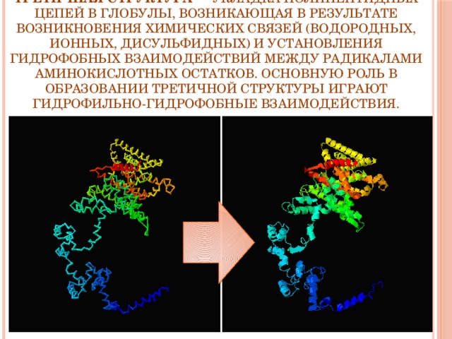 Третичная структура  — укладка полипептидных цепей в глобулы, возникающая в результате возникновения химических связей (водородных, ионных, дисульфидных) и установления гидрофобных взаимодействий между радикалами аминокислотных остатков. Основную роль в образовании третичной структуры играют гидрофильно-гидрофобные взаимодействия.