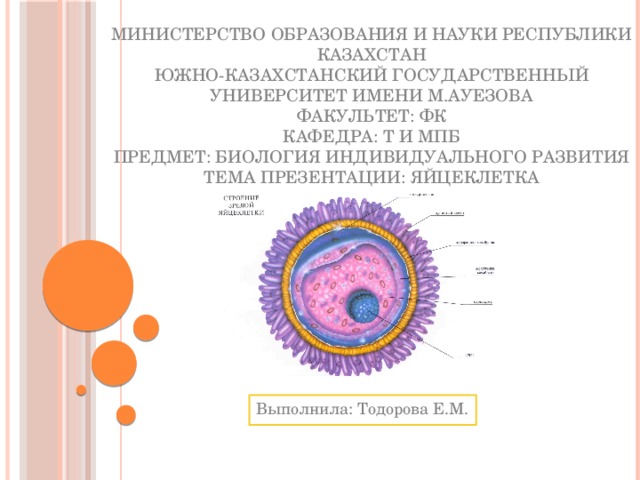 Министерство образования и науки Республики Казахстан  Южно-Казахстанский государственный университет имени М.Ауезова  Факультет: ФК  Кафедра: Т и МПБ  Предмет: Биология индивидуального развития  Тема презентации: Яйцеклетка Выполнила: Тодорова Е.М.