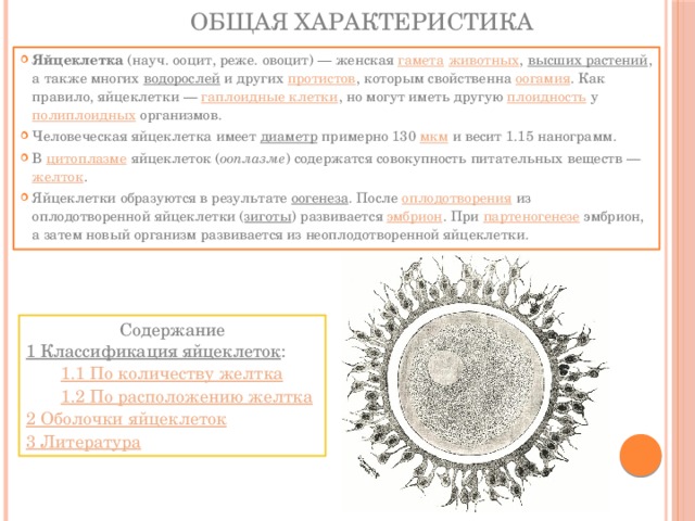 Каким номером на рисунке обозначена яйцеклетка получившаяся в результате объединения безъядерной