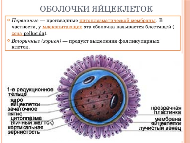 Оболочки яйцеклеток