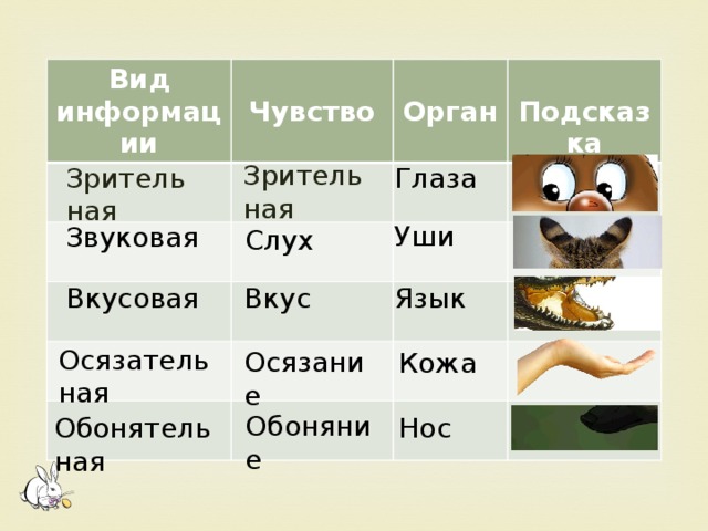 Вид информации  Чувство  Орган  Подсказка Зрительная Зрительная Глаза Уши Звуковая Слух Язык Вкус Вкусовая Осязательная Осязание Кожа Обоняние Обонятельная Нос