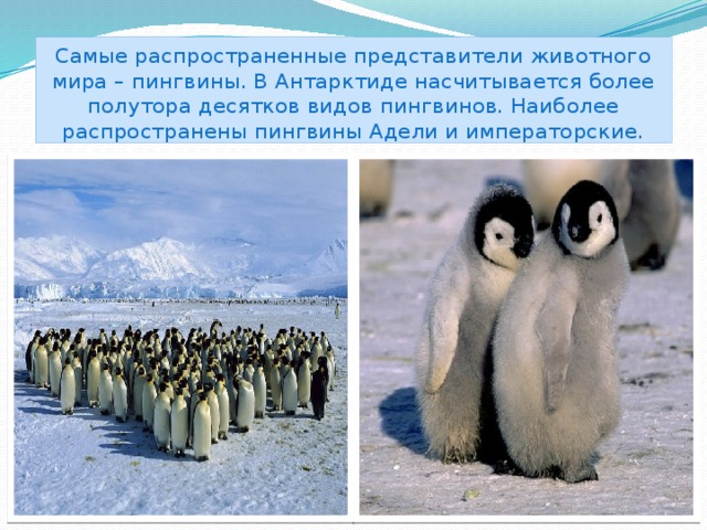 Самые распространенные представители животного мира – пингвины. В Антарктиде насчитывается более полутора десятков видов пингвинов. Наиболее распространены пингвины Адели и императорские.