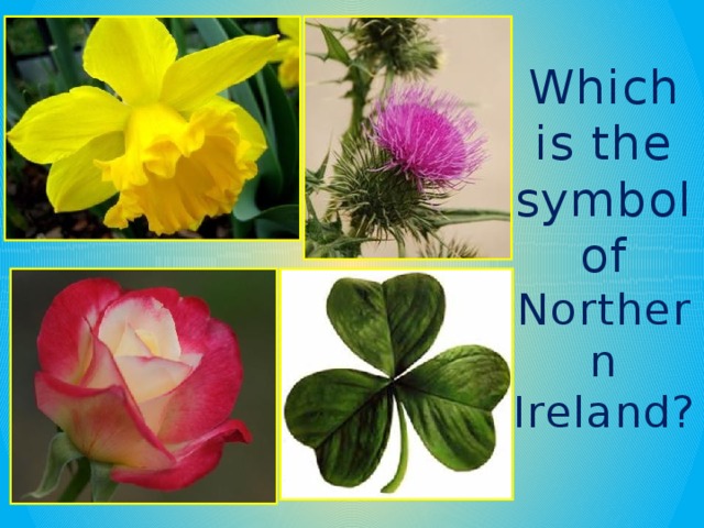 Which is the symbol of Northern Ireland?