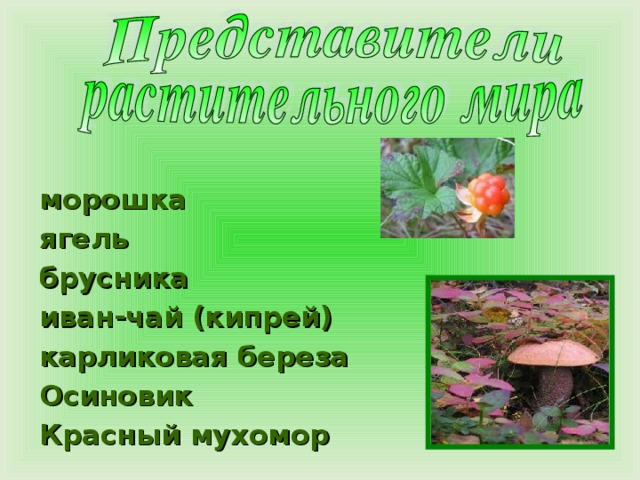 морошка ягель брусника иван-чай (кипрей) карликовая береза Осиновик Красный мухомор
