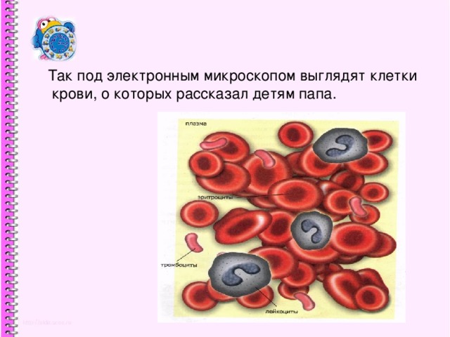 Так под электронным микроскопом выглядят клетки  крови, о которых рассказал детям папа.