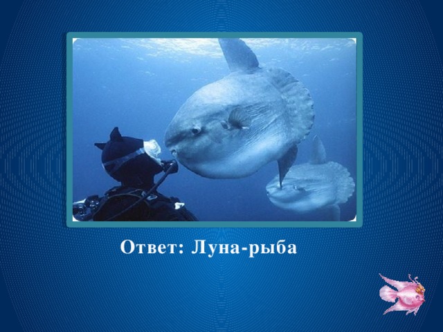 Ответ: Луна-рыба