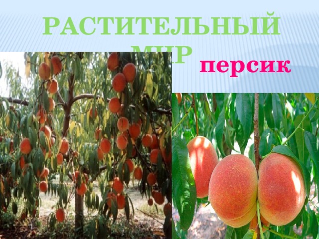 Растительный мир персик