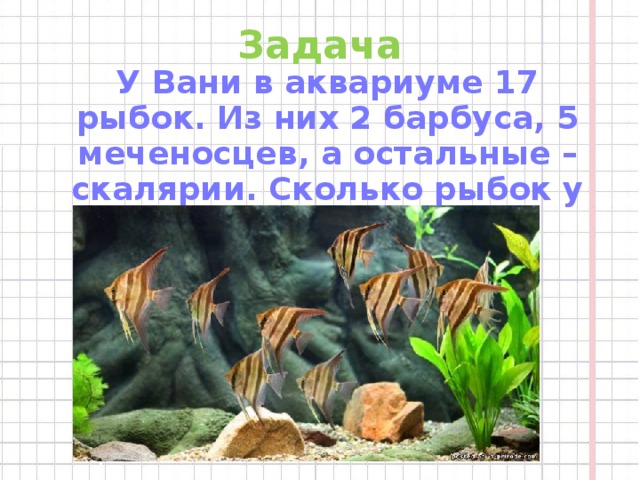 Задача У Вани в аквариуме 17 рыбок. Из них 2 барбуса, 5 меченосцев, а остальные – скалярии. Сколько рыбок у Саши?