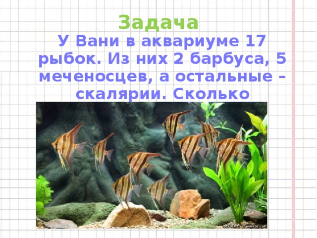 Задача У Вани в аквариуме 17 рыбок. Из них 2 барбуса, 5 меченосцев, а остальные – скалярии. Сколько скалярий у Вани?