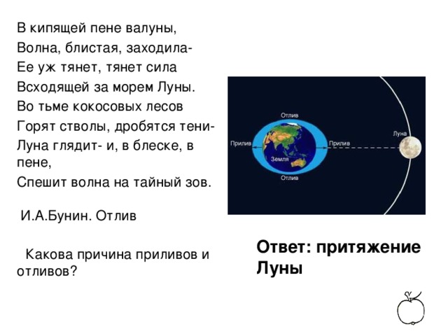 В кипящей пене валуны, Волна, блистая, заходила- Ее уж тянет, тянет сила Всходящей за морем Луны. Во тьме кокосовых лесов Горят стволы, дробятся тени- Луна глядит- и, в блеске, в пене, Спешит волна на тайный зов. И.А.Бунин. Отлив  Какова причина приливов и отливов? Ответ: притяжение Луны