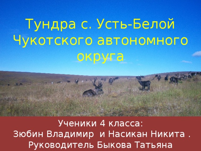 Тундра с. Усть-Белой Чукотского автономного округа Ученики 4 класса:  Зюбин Владимир и Насикан Никита . Руководитель Быкова Татьяна Николаевна.