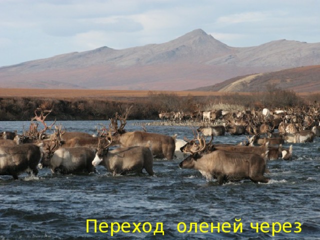 Переход оленей через реку