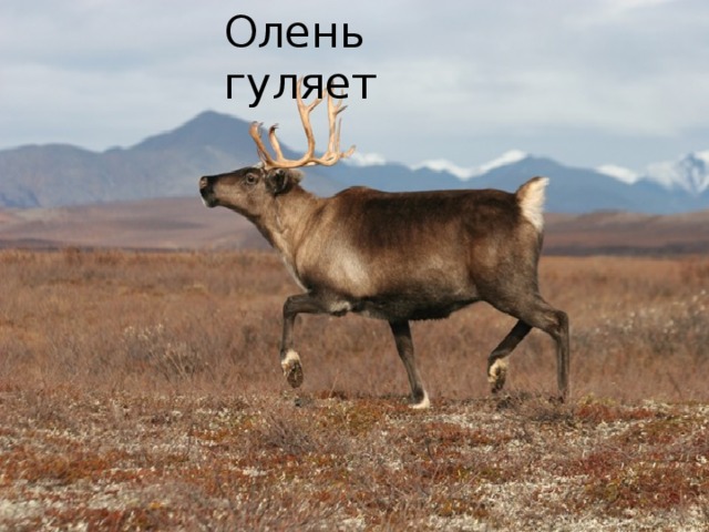 Олень гуляет