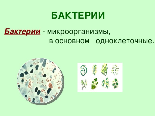 БАКТЕРИИ Бактерии  - микроорганизмы,  в основном одноклеточные. 4