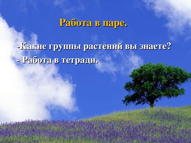 Работа в паре.  -Какие группы растений вы знаете?  - Работа в тетради.