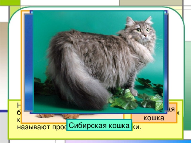 На свете около 60 разных пород кошек. Но большинство тех кошек, которые живут в наших квартирах, ни к какой породе не относятся. Их называют просто – домашние кошки. Персидская кошка Обычная домашняя кошка Сиамская кошка Русская голубая Сибирская кошка