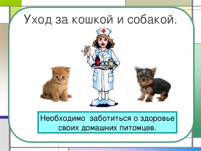 Уход за кошкой и собакой. Необходимо заботиться о здоровье своих домашних питомцев.