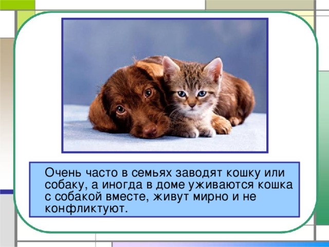 Очень часто в семьях заводят кошку или собаку, а иногда в доме уживаются кошка с собакой вместе, живут мирно и не конфликтуют.