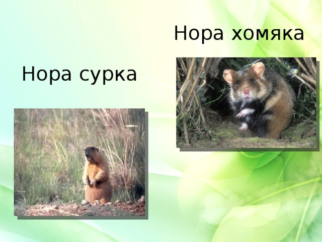 Нора хомяка Нора сурка