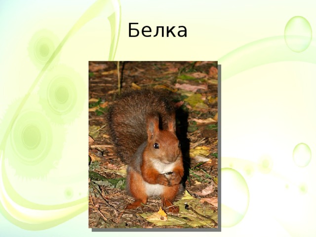 Белка