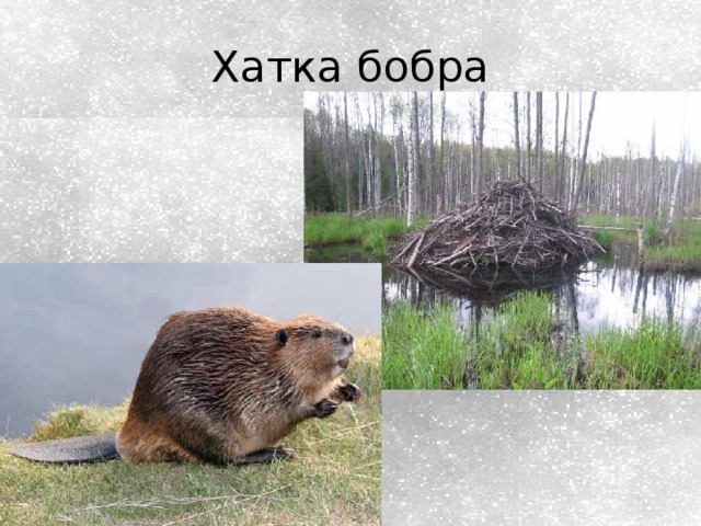 Хатка бобра