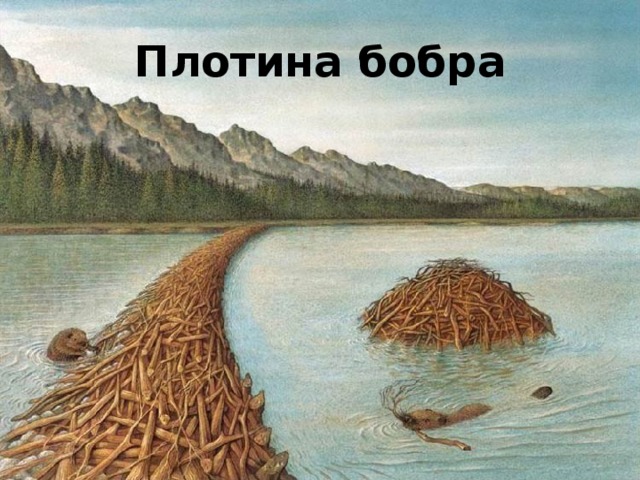 Плотина бобра