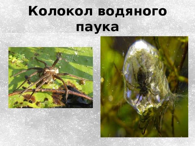 Колокол водяного паука