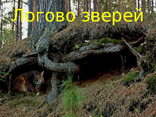 Логово зверей