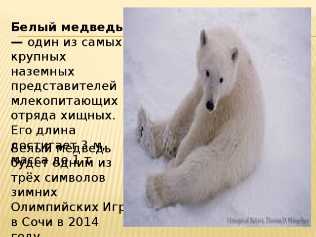 Белый медведь — один из самых крупных наземных представителей млекопитающих отряда хищных. Его длина достигает 3 м, масса до 1 т Белый медведь будет одним из трёх символов зимних Олимпийских Игр в Сочи в 2014 году