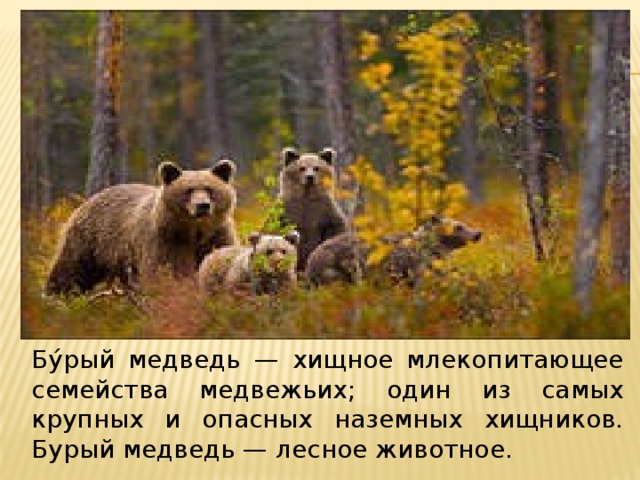 Бу́рый медведь — хищное млекопитающее семейства медвежьих; один из самых крупных и опасных наземных хищников. Бурый медведь — лесное животное.