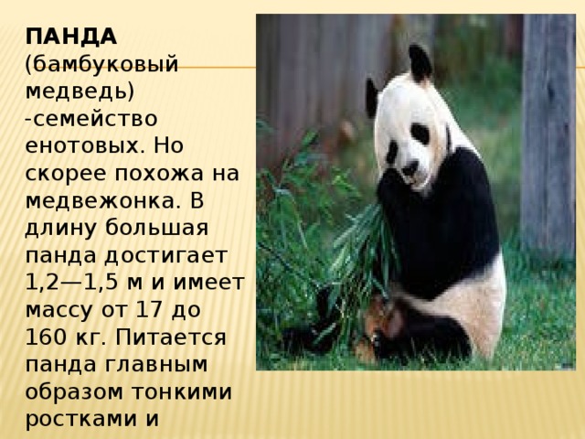 ПАНДА (бамбуковый медведь) -семейство енотовых. Но скорее похожа на медвежонка. В длину большая панда достигает 1,2—1,5 м и имеет массу от 17 до 160 кг. Питается панда главным образом тонкими ростками и отчасти корнями бамбука.