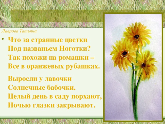 Лаврова Татьяна Что за странные цветки  Под названьем Ноготки?  Так похожи на ромашки –  Все в оранжевых рубашках.    Выросли у лавочки  Солнечные бабочки.  Целый день в саду порхают,  Ночью глазки закрывают.