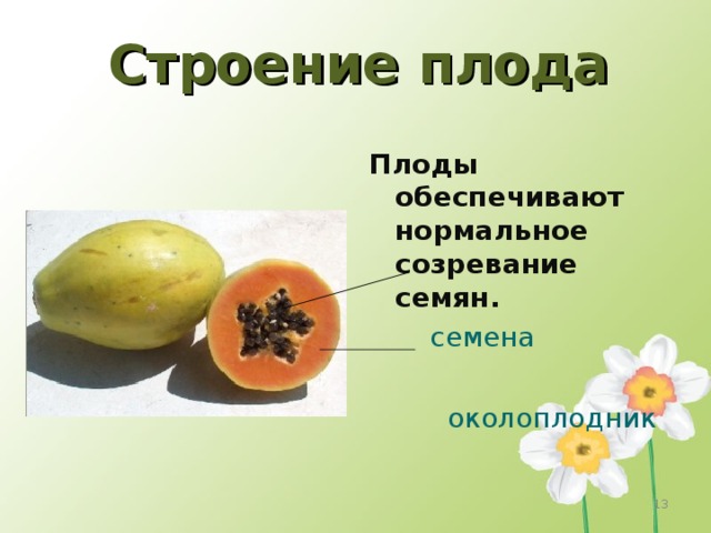 Строение плода Плоды обеспечивают нормальное созревание семян.  семена  околоплодник