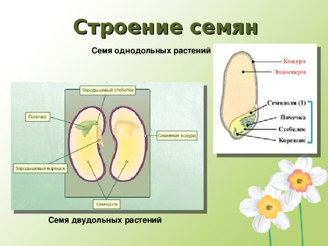 Строение семян Семя однодольных растений Семя двудольных растений
