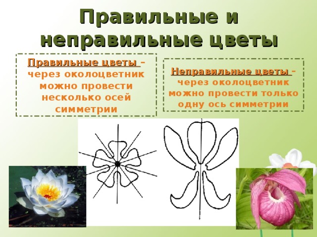 Правильные и неправильные цветы Правильные цветы – через околоцветник можно провести несколько осей симметрии Неправильные цветы – через околоцветник можно провести только одну ось симметрии