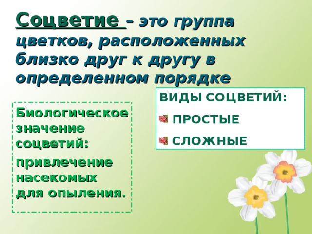 Соцветие – это группа цветков, расположенных близко друг к другу в определенном порядке ВИДЫ СОЦВЕТИЙ:  ПРОСТЫЕ  СЛОЖНЫЕ Биологическое значение соцветий: привлечение насекомых для опыления.