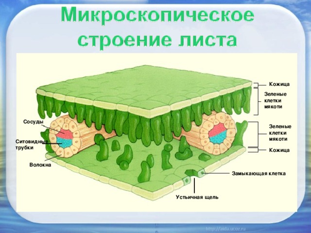 Кожица Зеленые клетки мякоти Сосуды Зеленые клетки мякоти Ситовидные трубки Кожица Волокна Замыкающая клетка Устьичная щель