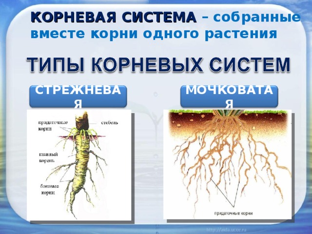 КОРНЕВАЯ СИСТЕМА – собранные вместе корни одного растения СТРЕЖНЕВАЯ МОЧКОВАТАЯ