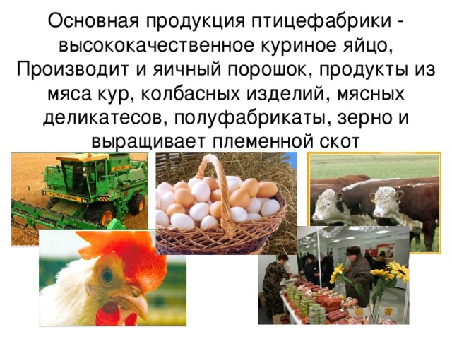 Основная продукция птицефабрики - высококачественное куриное яйцо, Производит и яичный порошок, продукты из мяса кур, колбасных изделий, мясных деликатесов, полуфабрикаты, зерно и выращивает племенной скот