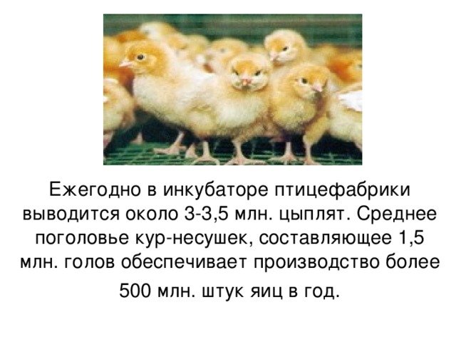 Ежегодно в инкубаторе птицефабрики выводится около 3-3,5 млн. цыплят. Среднее поголовье кур-несушек, составляющее 1,5 млн. голов обеспечивает производство более 500 млн. штук яиц в год.