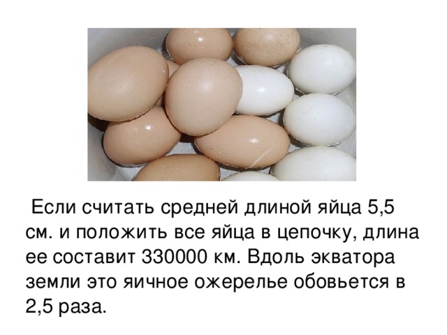 Если считать средней длиной яйца 5,5 см. и положить все яйца в цепочку, длина ее составит 330000 км. Вдоль экватора земли это яичное ожерелье обовьется в 2,5 раза.