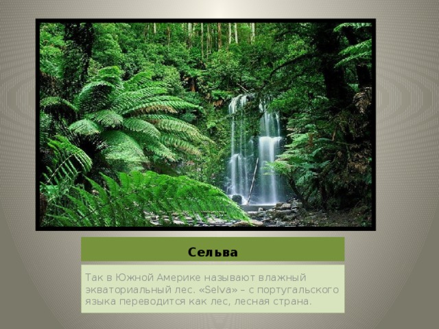 Сельва Так в Южной Америке называют влажный экваториальный лес. «Selva» – с португальского языка переводится как лес, лесная страна.