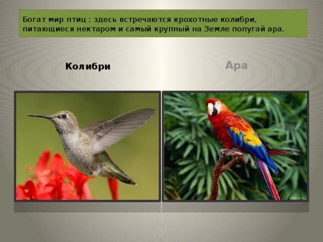 Богат мир птиц : здесь встречаются крохотные колибри, питающиеся нектаром и самый крупный на Земле попугай ара. Колибри Ара