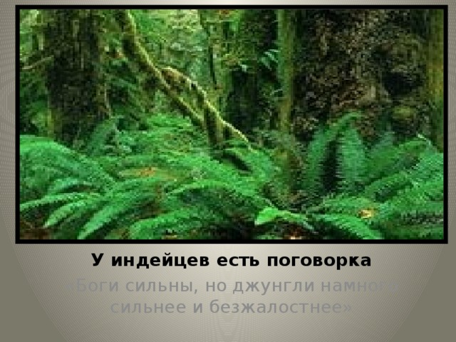 У индейцев есть поговорка «Боги сильны, но джунгли намного сильнее и безжалостнее»