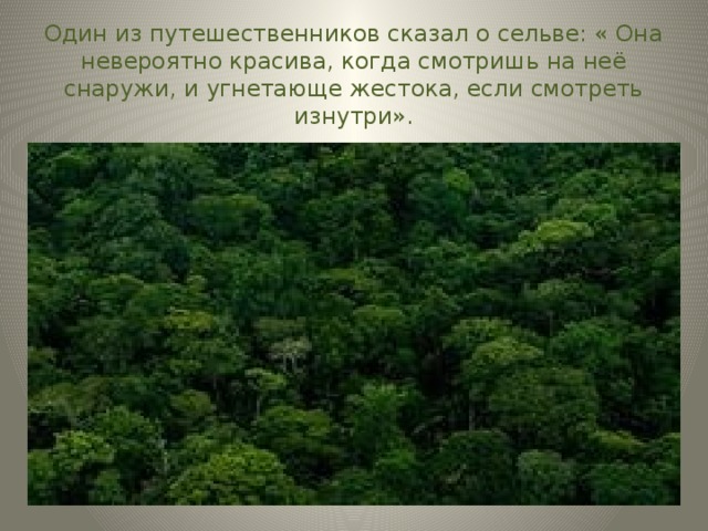 Один из путешественников сказал о сельве: « Она невероятно красива, когда смотришь на неё снаружи, и угнетающе жестока, если смотреть изнутри».