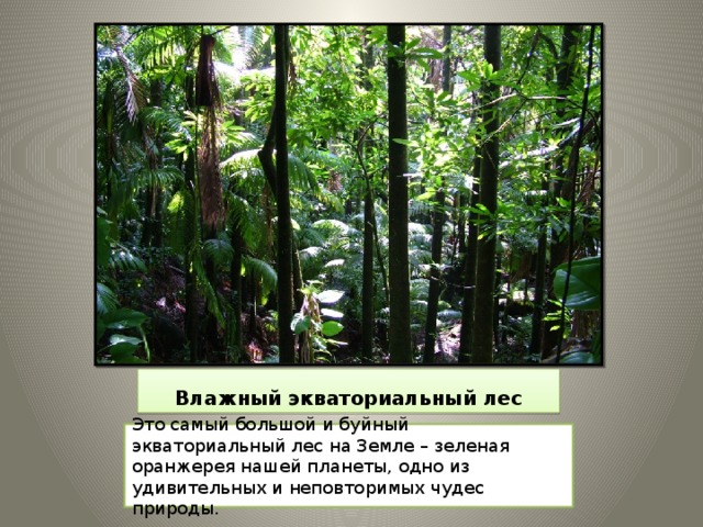 Влажный экваториальный лес Это самый большой и буйный экваториальный лес на Земле – зеленая оранжерея нашей планеты, одно из удивительных и неповторимых чудес природы.