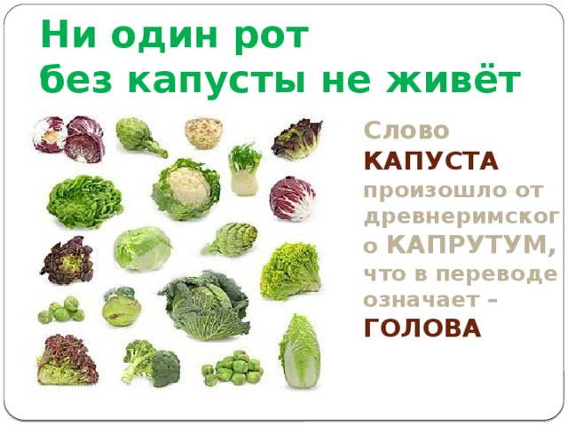 Ни один рот  без капусты не живёт Слово КАПУСТА  произошло от древнеримского КАПРУТУМ, что в переводе означает – ГОЛОВА